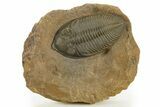 Stunning Zlichovaspis Trilobite - Orange Eye Preservation #334925-2